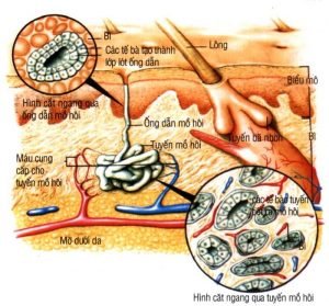 Lưu bản nháp tự động